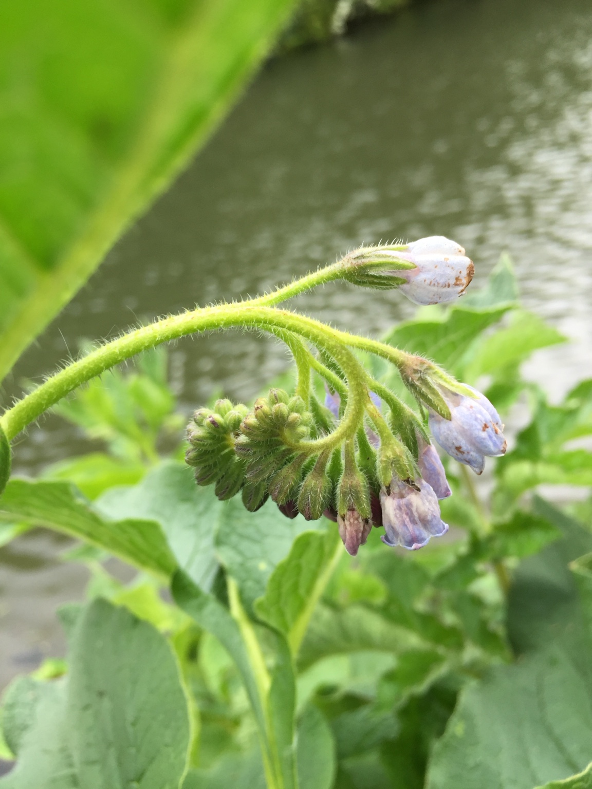 A close view of a comfrey flower beside the water